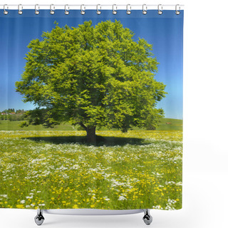 Personality  Single Big Beech Tree In Field With Perfect Treetop Shower Curtains