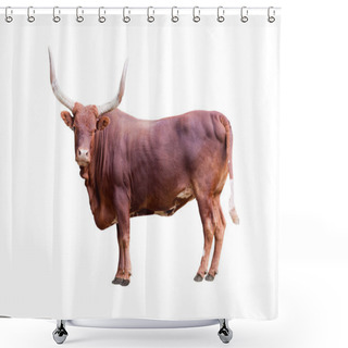 Personality  Brown Bull Isolated On Whit Shower Curtains