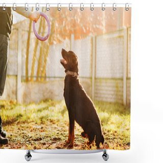 Personality  Male Cynologist Training Service Dog Outdoor With Toy Ring Shower Curtains