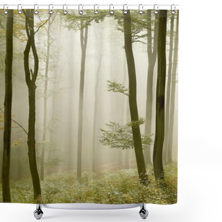Personality  Misty Beech Forest In Early Autumn Shower Curtains