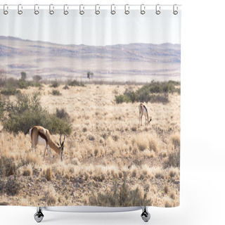 Personality  Springbok In Namib-Naukluft Park, Namibia Shower Curtains