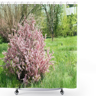 Personality  Cherry Blossoming Bush Shower Curtains