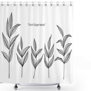 Personality  Torch Ginger Leaf. Drawing And Sketch With Black And White Line-art. Shower Curtains