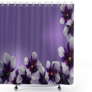Personality  Beautiful Flower African Violet Isolated On Gradient Background. African Violet Head Macro Photo. A Tropical Flower Shower Curtains