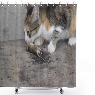 Personality  The Cat Caught The Mouse. The Cat Eats The Caught Mouse. Home Hunter. Shower Curtains