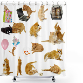 Personality  Cat Collection On White Background Shower Curtains