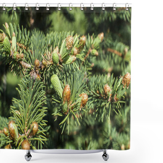 Personality  New Foliage Of White Fir Closeup Shower Curtains