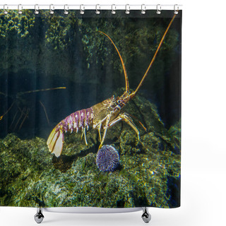 Personality  Crawling Spiny Lobster In Aquarium Shower Curtains