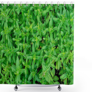 Personality  Green Fresh Sweet Marjoram Origanum Majorana Spicy Herb Sprouts Growing, Close Up Shower Curtains