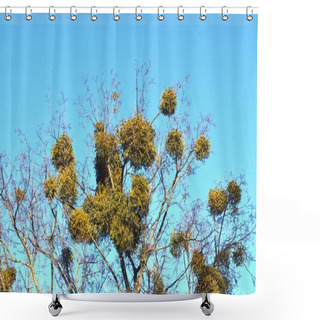 Personality  The Photo Shows A White Mistletoe, Shrub, Semi-parasite, Which Grows On Trees. Shower Curtains