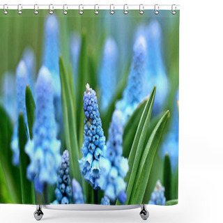 Personality  Blue Muscari Flowers Shower Curtains