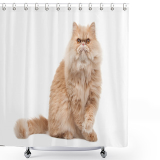 Personality  Cat. Red Persian Cat On White Background Shower Curtains