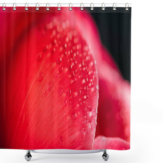 Personality  Close Up View Of Pink Peony Petal With Water Drops Isolated On Black Shower Curtains