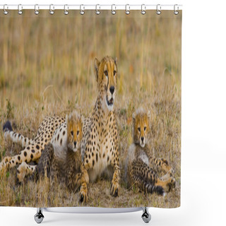 Personality  Mother Cheetah With Her Cubs Shower Curtains