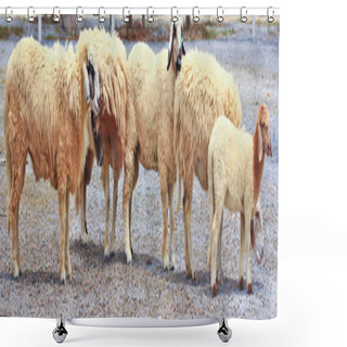 Personality  Sheep Herd On Farm Shower Curtains