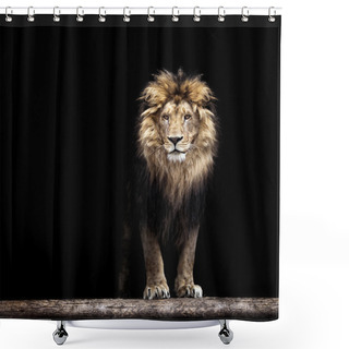 Personality  Portrait Of A Beautiful Lion, Lion In The Dark Shower Curtains