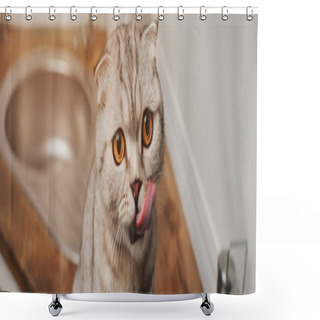 Personality  Panoramic Shot Of Adorable Grey Scottish Fold Cat Licking Nose In Kitchen  Shower Curtains