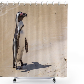 Personality  An African Penguin Standing On The Sandy Beach Near Simon's Town, Along The Cape Peninsula, South Africa Shower Curtains