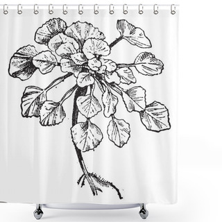 Personality  Water Chestnut Or Trapa Natans, Vintage Engraving Shower Curtains