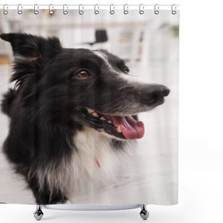 Personality  Portrait Of Border Collie Dog In Vet Clinic  Shower Curtains