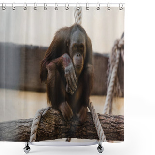Personality  Cute Monkey Sitting Near Ropes On Tree  Shower Curtains