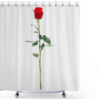 Personality  Close-up View Of Beautiful Blooming Rose Flower In Glass Jar Isolated On White  Shower Curtains