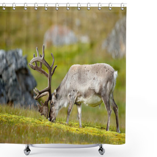Personality  Wild Animal From Norway. Reindeer, Rangifer Tarandus, With Massive Antlers In The Green Grass And Blue Sky, Svalbard, Norway. Wildlife Scene From North Of Europe. Shower Curtains