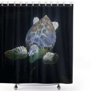 Personality  Loggerhead Sea Turtle (Caretta Caretta) Shower Curtains