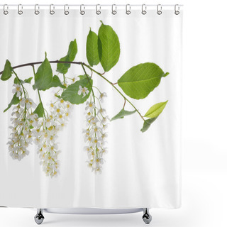 Personality  Branch With Bird Cherry Tree Inflorescences Shower Curtains