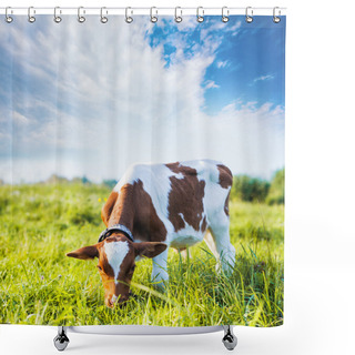 Personality  Calf Grazing On The Meadow Shower Curtains
