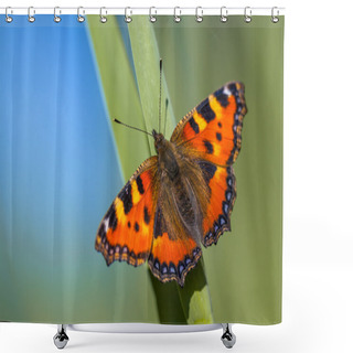 Personality  Alerted Small Tortoiseshell  Shower Curtains
