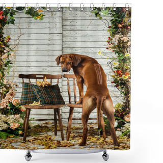 Personality  Rhodesian Ridgeback Leaning On A Chair Backwards Showing Its Rid Shower Curtains