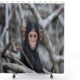 Personality  Chimpanzee Baby Monkey Shower Curtains