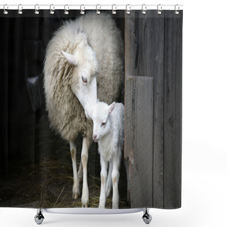 Personality  Sheep With A Lamb Standing In The Doorway Of The Barn. Maternal Instinct Shower Curtains