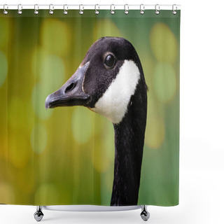 Personality  Striking Close Up Of Head Of Adult Canada Goose - Side View - In Wiltshire, England Shower Curtains