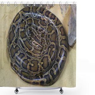 Personality  Boa Snake Head And Body Skin  Shower Curtains