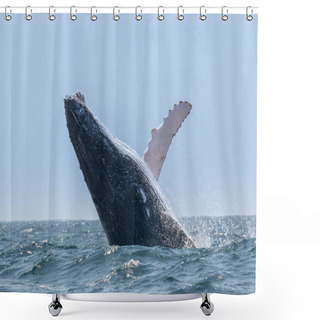 Personality  Humpback Whale Jumping In Machalilla National Park, Ecuador Shower Curtains