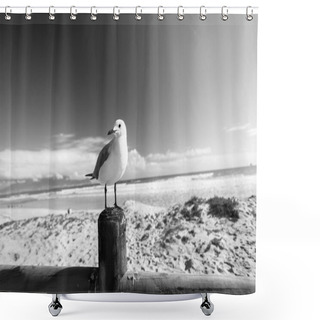 Personality  Bird Seagull Beach Black White Shower Curtains