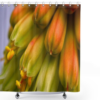Personality  Tubular Kniphofia Flower Close-up Shower Curtains