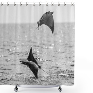 Personality  Mobula Rays Jumping Out Of Water Shower Curtains