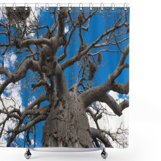 Personality  Large Baobab Tree In The Kruger National Park, South Africa Shower Curtains