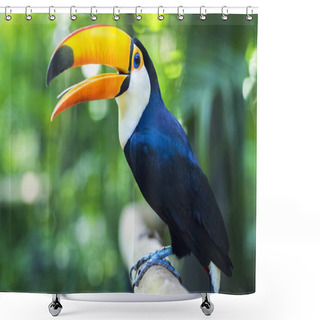 Personality  Exotic Toucan Bird In Natural Setting, Foz Do Iguacu, Brazil Shower Curtains