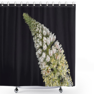 Personality  Reseda Alba - White Mignonette, Crete Shower Curtains