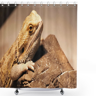 Personality  Wild Chameleon Climbing On Stone  Shower Curtains