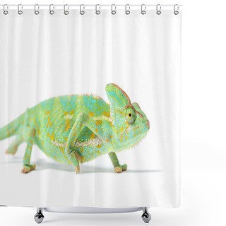 Personality  Close-up View Of Beautiful Tropical Chameleon Isolated On White   Shower Curtains
