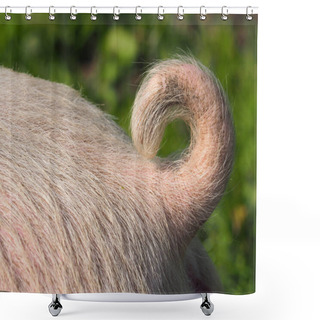 Personality  Close Up Of A Little Pig Tail Shower Curtains