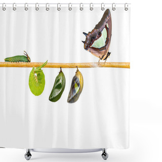 Personality  Isolated Transformation And Life Cycle Of Common Nawab Butterfly ( Polyura Athamas ) From Caterpillar Chrysalis Hanging On Twig , Metamorphosis , Growth With Clipping Path Shower Curtains
