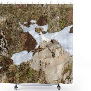 Personality  Ermine (Mustela Erminea) On A Rock In Its Territory, With A White Winter Coat. Spain Shower Curtains