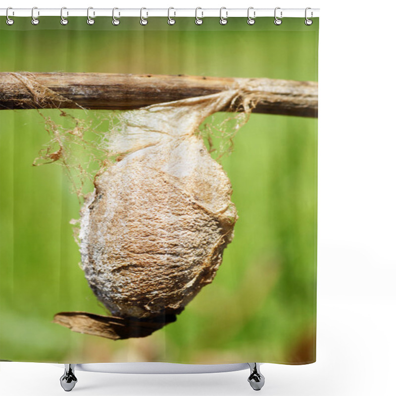 Personality  Cecropia Moth Cocoon Shower Curtains
