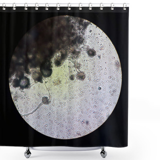 Personality  Fungi Under Microscopic View Aspergillus. Fungus Microbiology Shower Curtains
